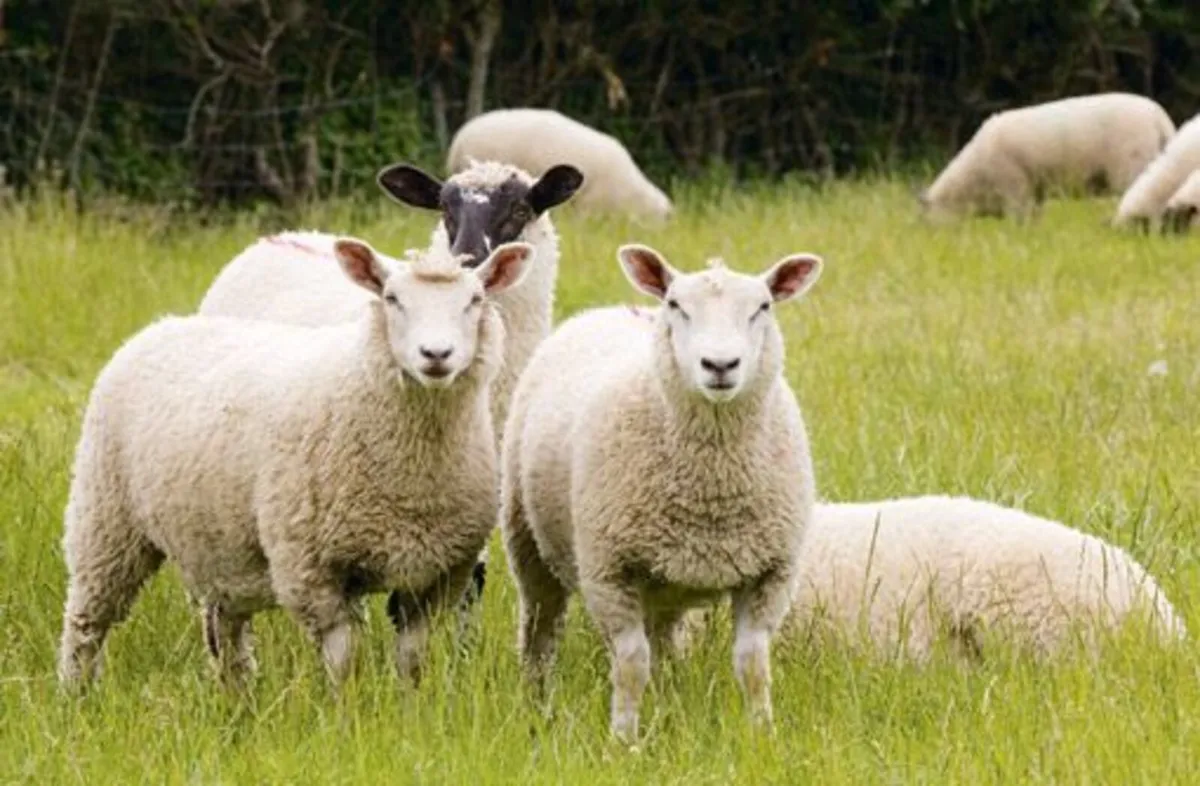 Winter Grazing wanted for Sheep
