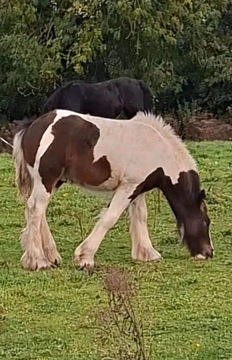 Heavy Cob Colt Foals. - Image 1