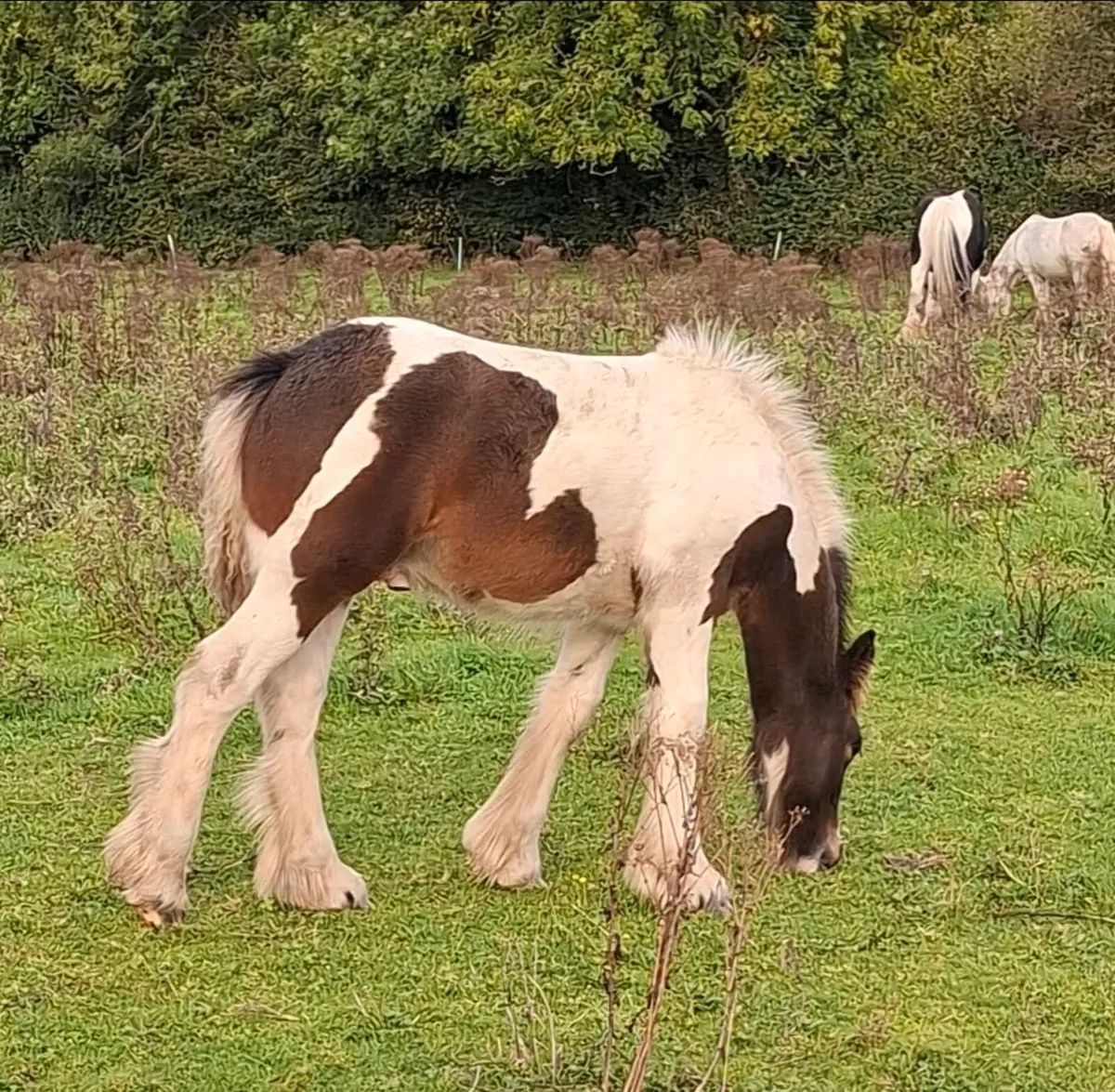 Heavy Cob Colt Foals. - Image 2