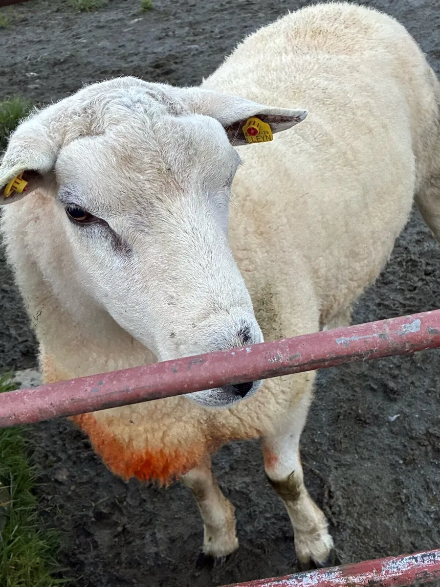 Lyen ram - Image 4
