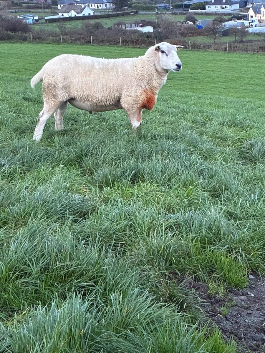 Lyen ram - Image 1
