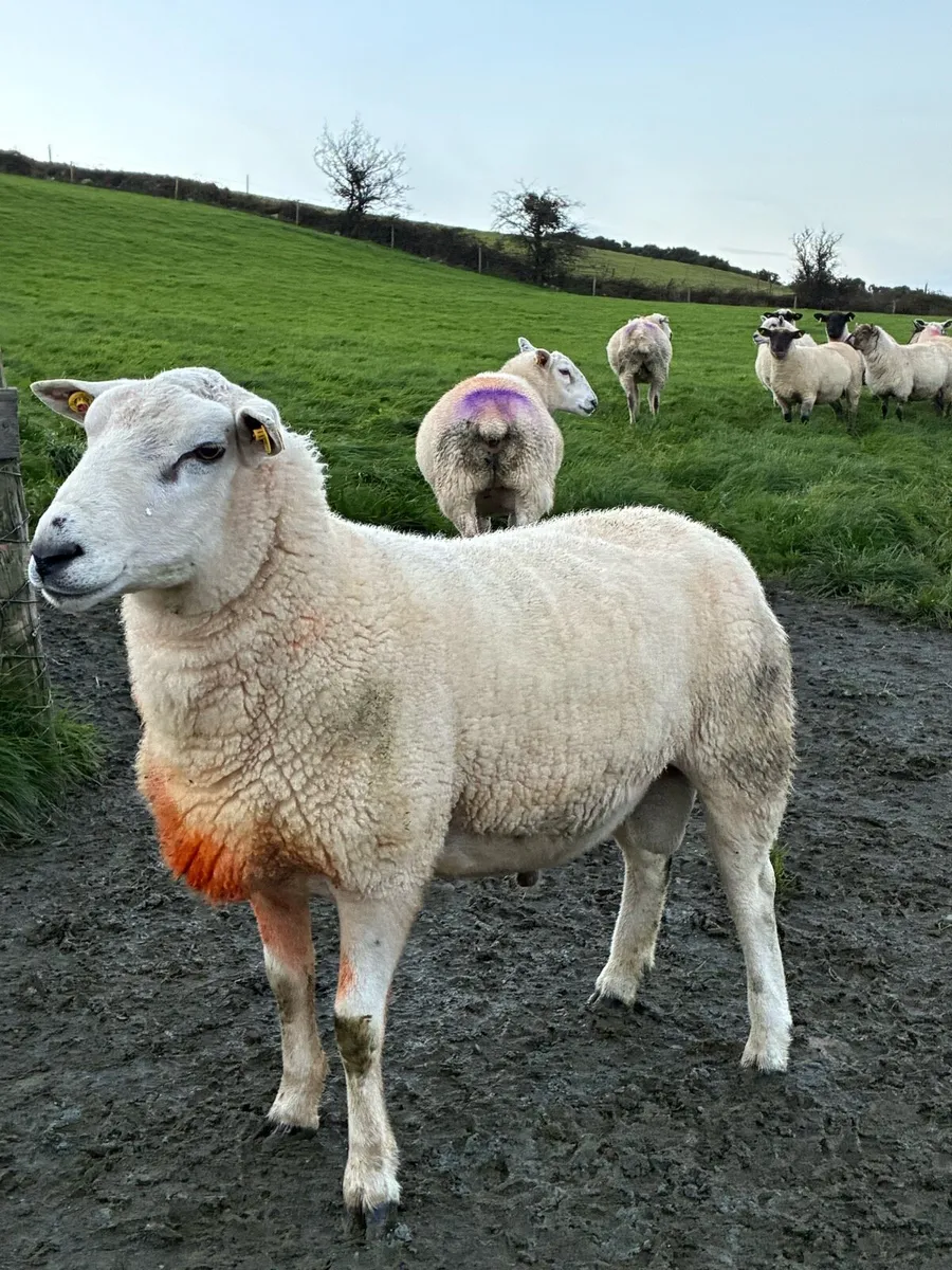 Lyen ram - Image 3