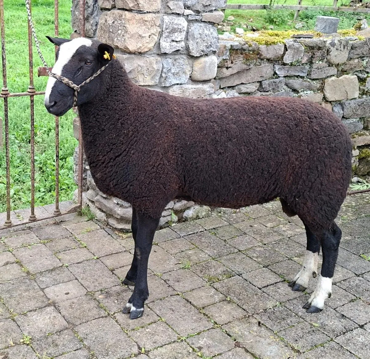 Zwartbles Ram and Ram lamb - Image 2