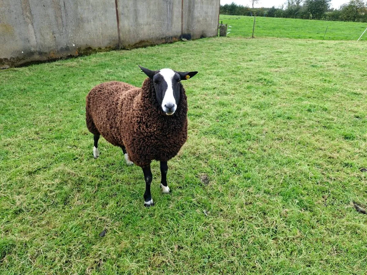 Zwartbles Ram and Ram lamb - Image 1