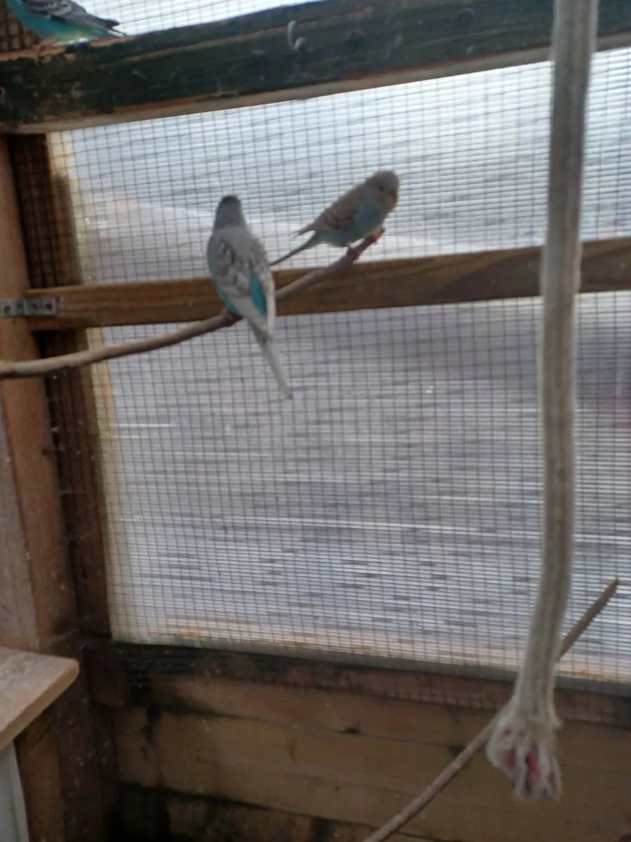 Baby budgies - Image 2