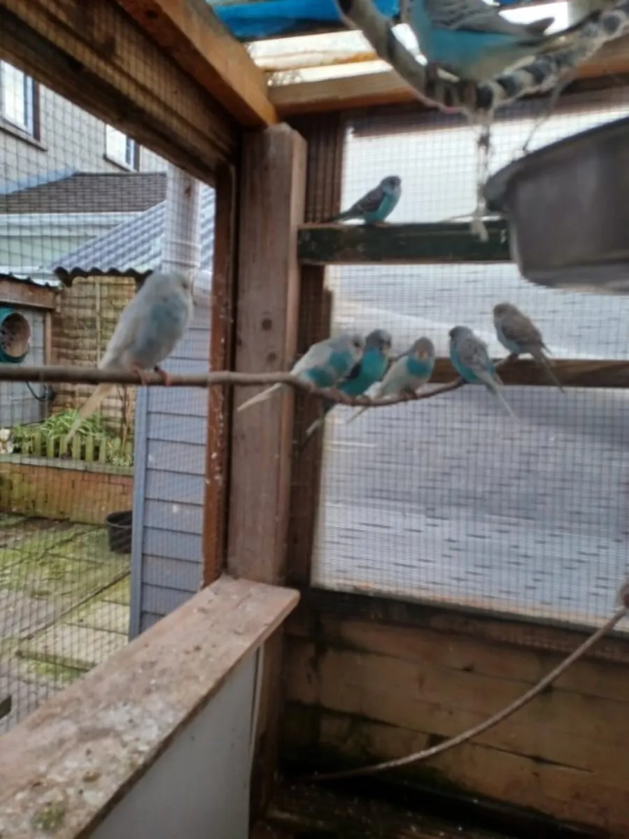 Baby budgies - Image 3