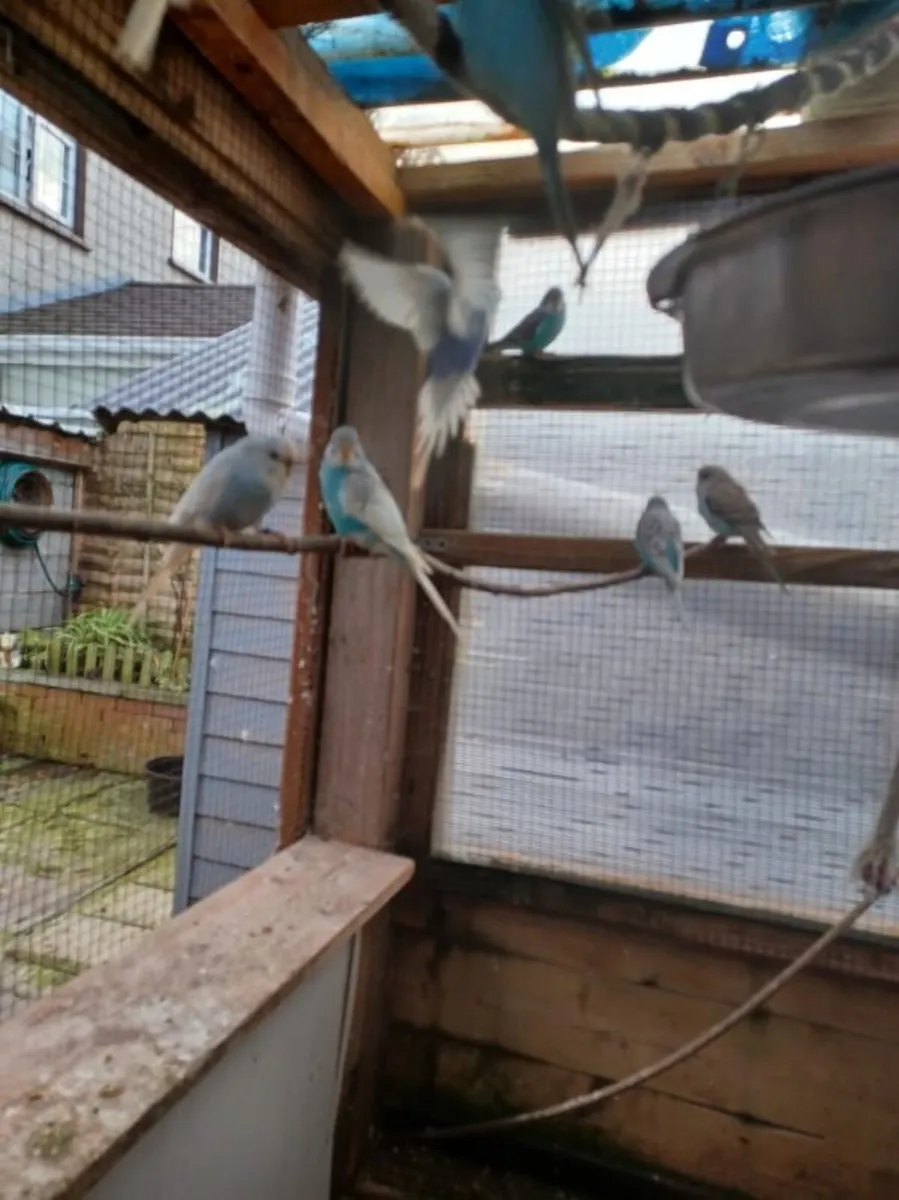 Baby budgies - Image 4