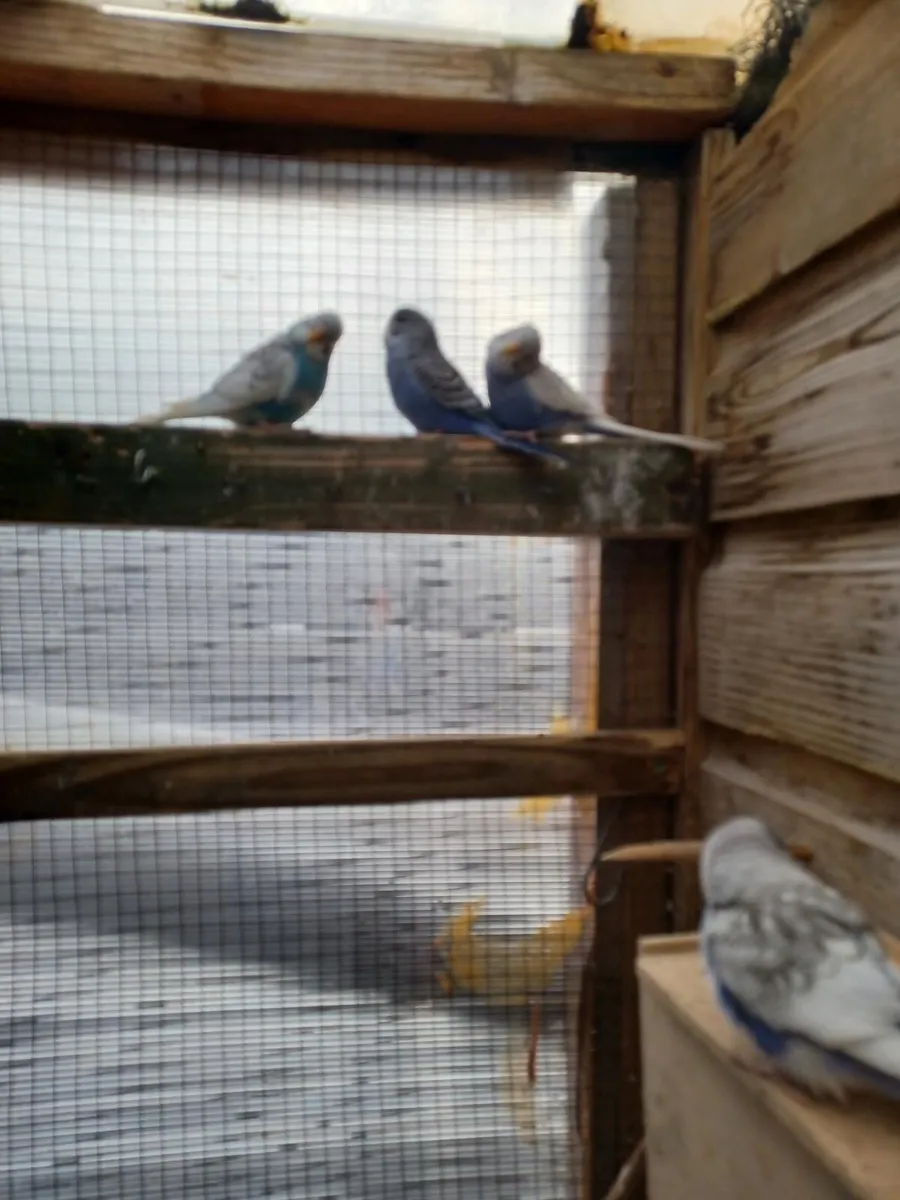 Baby budgies - Image 1
