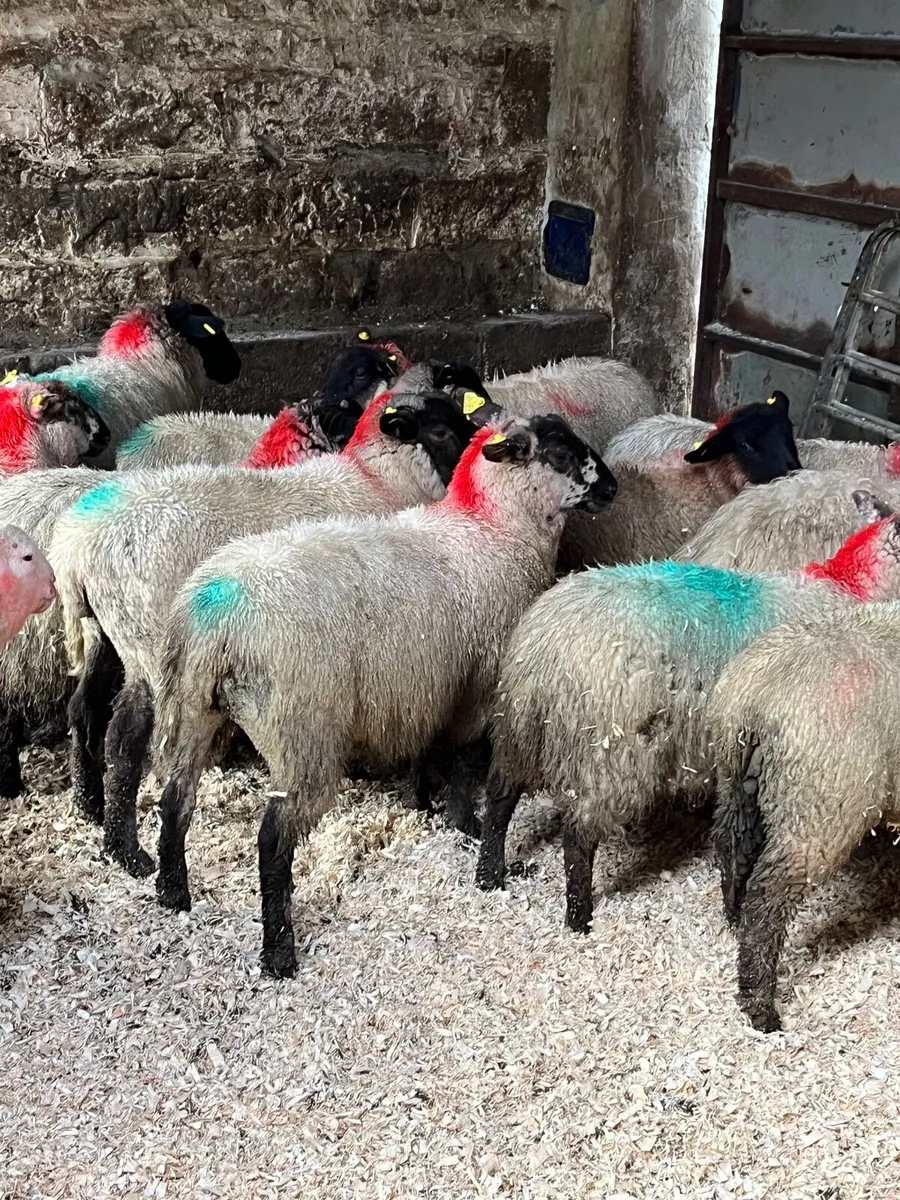 30 super Suffolk ewe lambs - Image 1