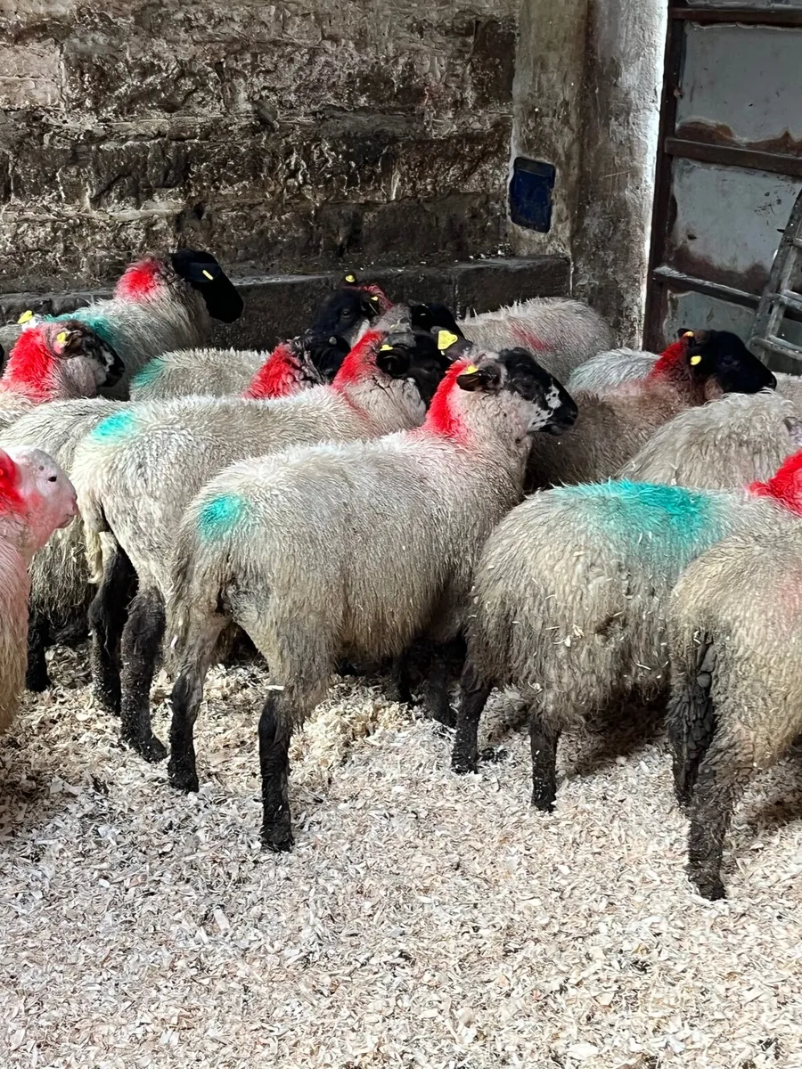 30 super Suffolk ewe lambs - Image 4