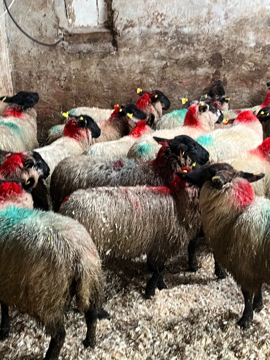 30 super Suffolk ewe lambs - Image 2