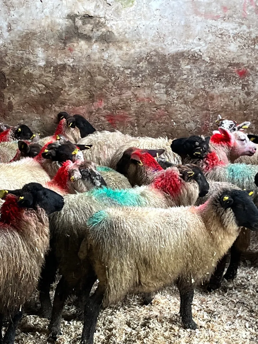 30 super Suffolk ewe lambs - Image 3