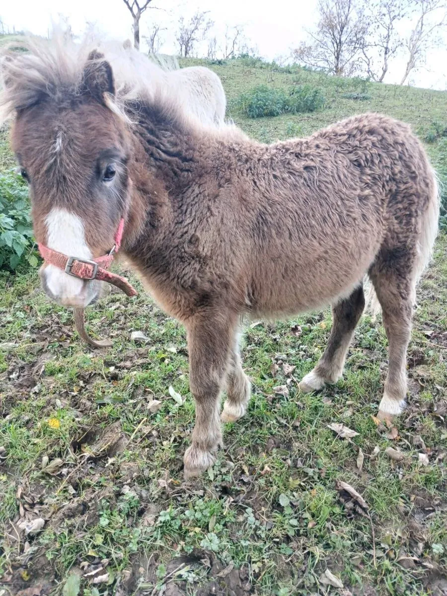 Minature filly foal - Image 2