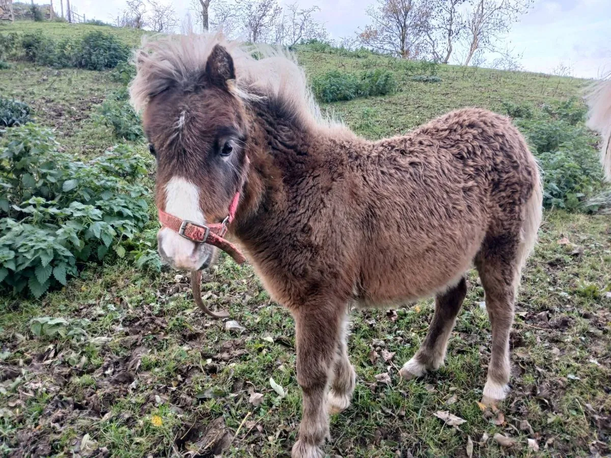 Minature filly foal - Image 3