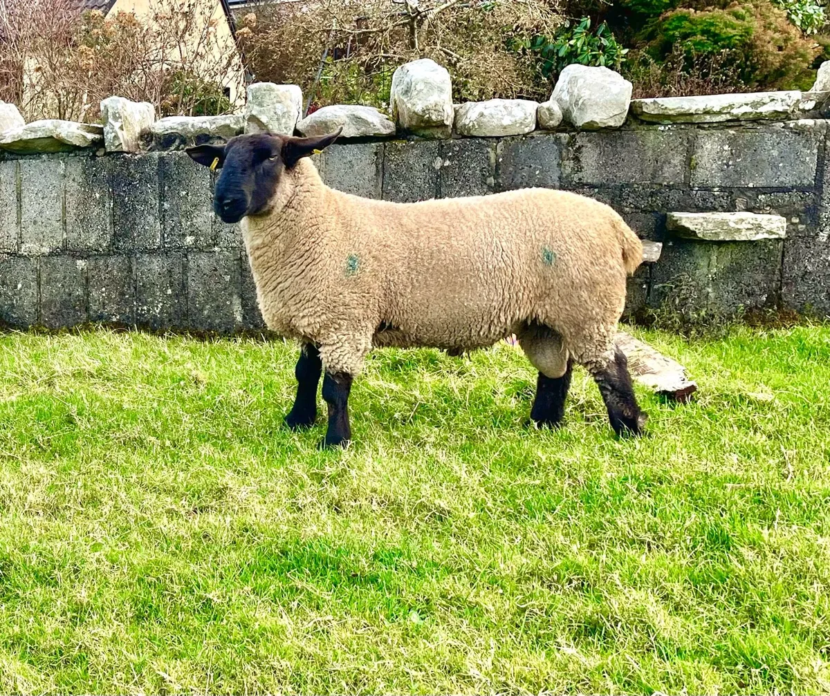 Suffolk hogget ram - Image 3