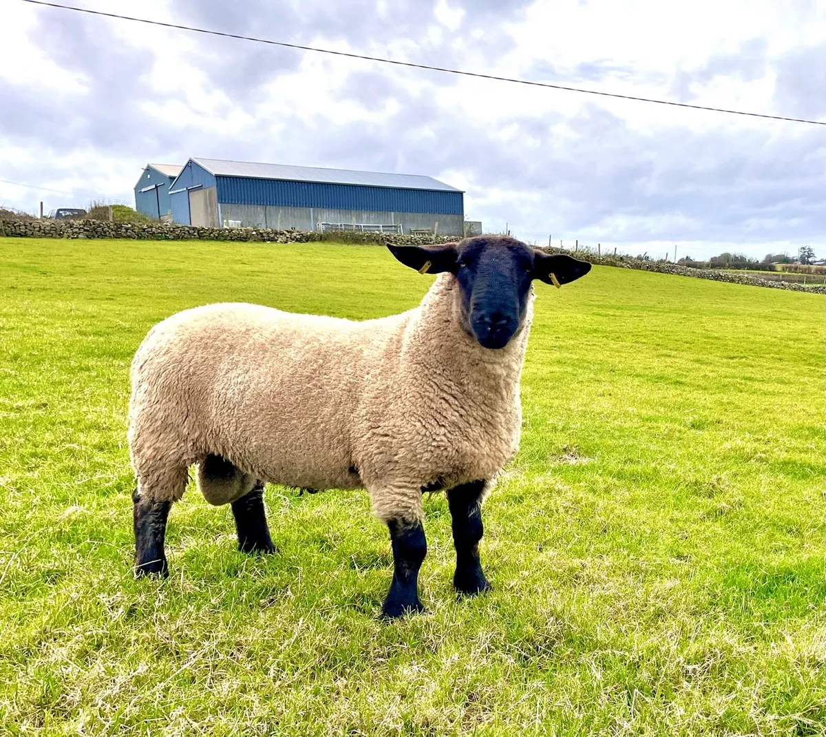 Suffolk hogget ram - Image 1