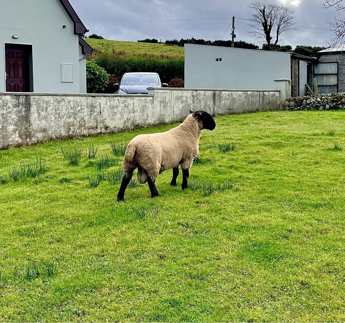 Suffolk hogget ram - Image 4