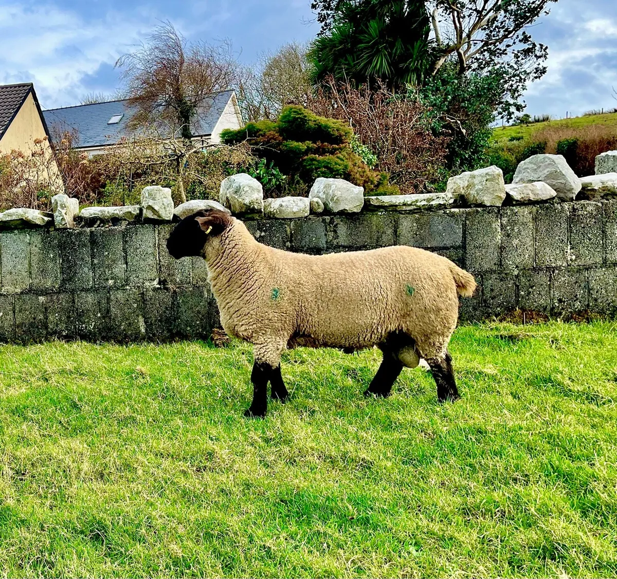 Suffolk hogget ram - Image 2