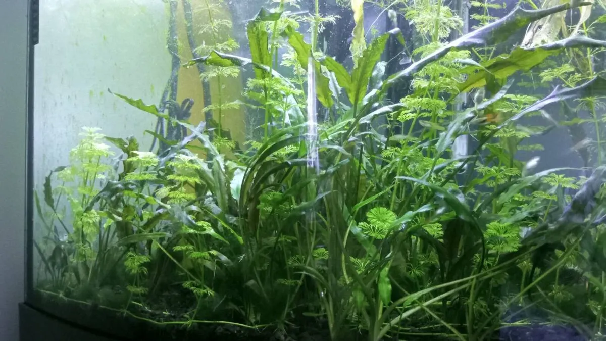 Corner aquarium JUWEL - Image 2