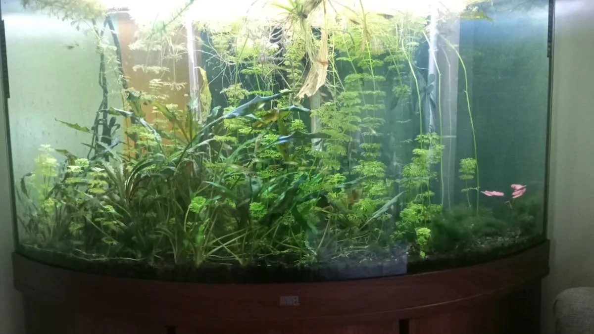 Corner aquarium JUWEL - Image 3