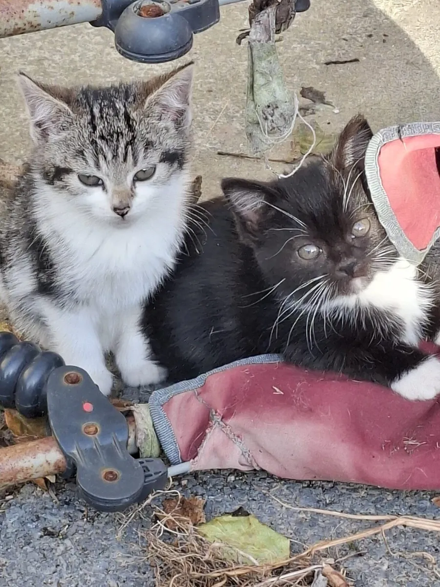 Kittens - Image 1
