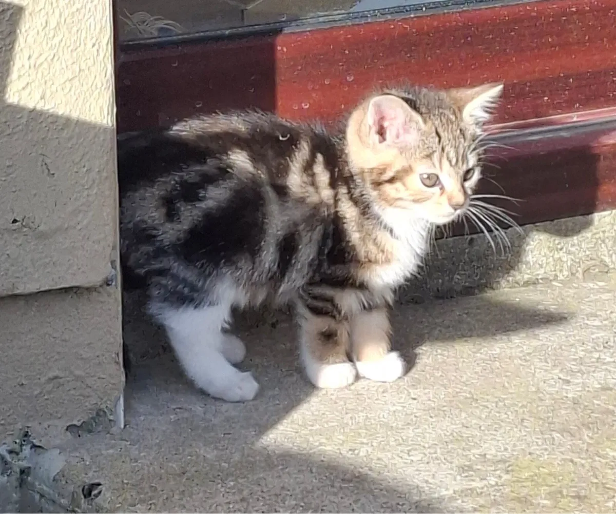 Kittens - Image 2