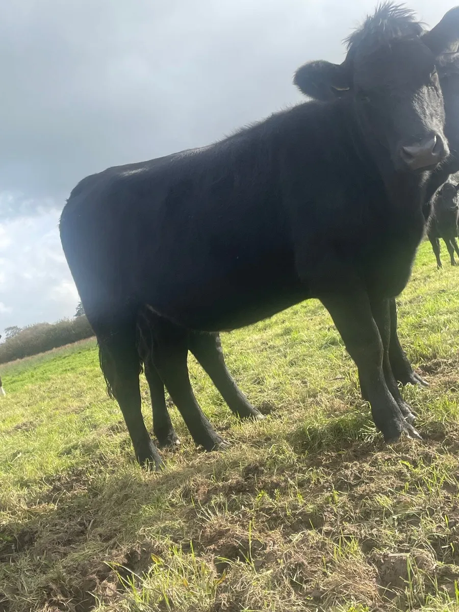 3 store heifers - Image 4