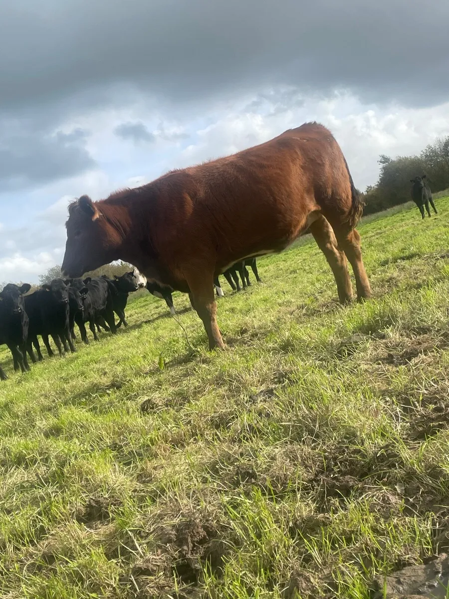 3 store heifers - Image 2