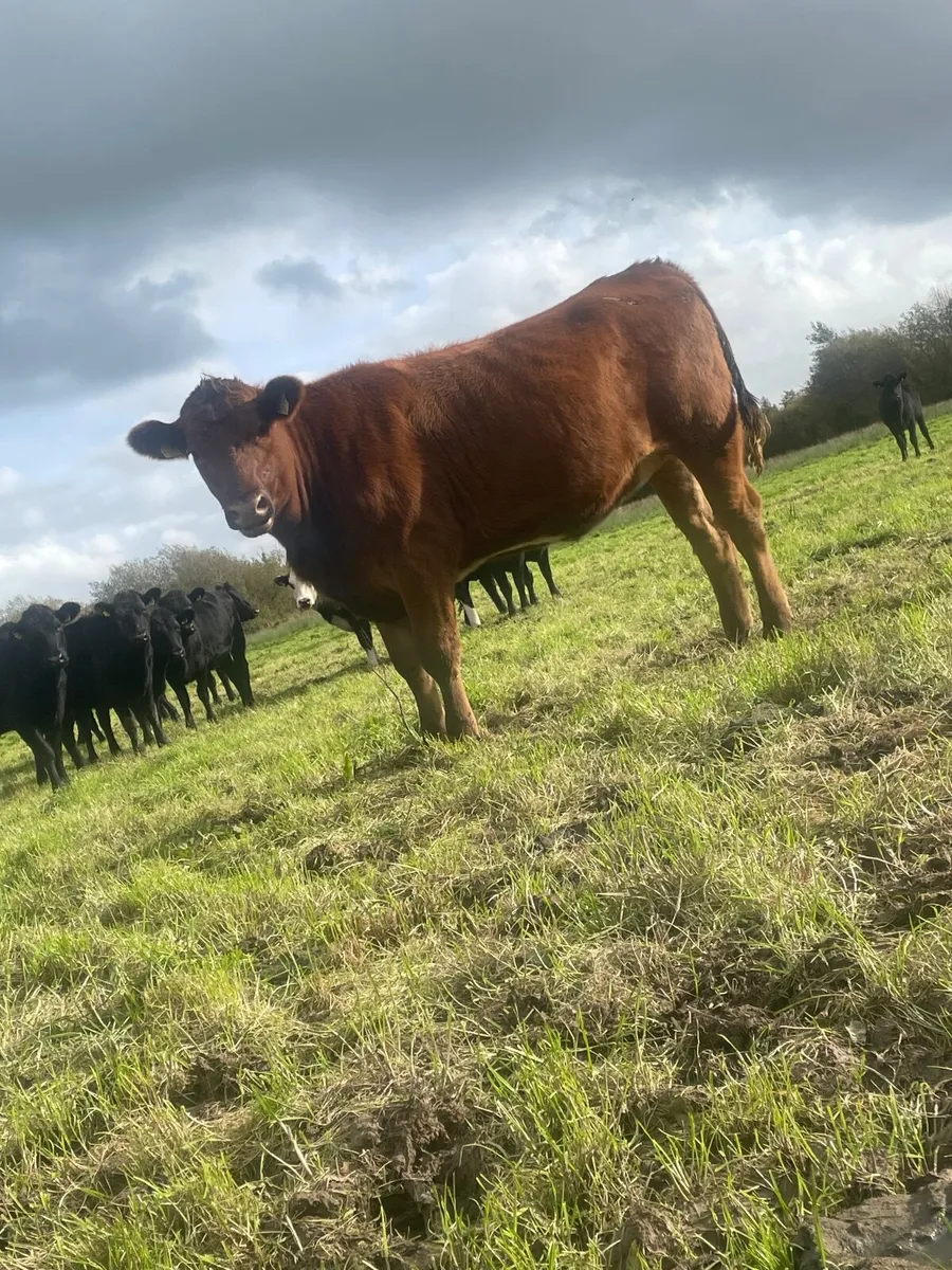 3 store heifers - Image 1