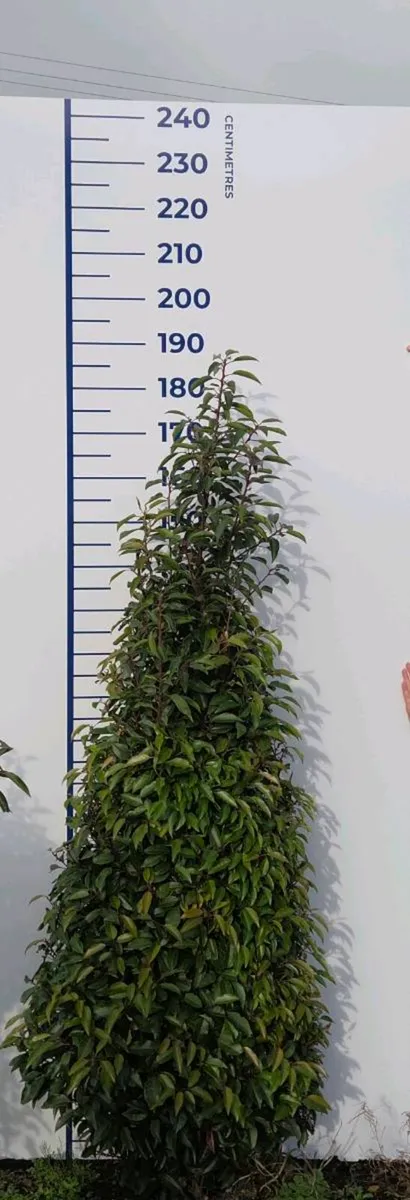 Portuguese Laurel Hedging 1.8-2m rootball - Image 1