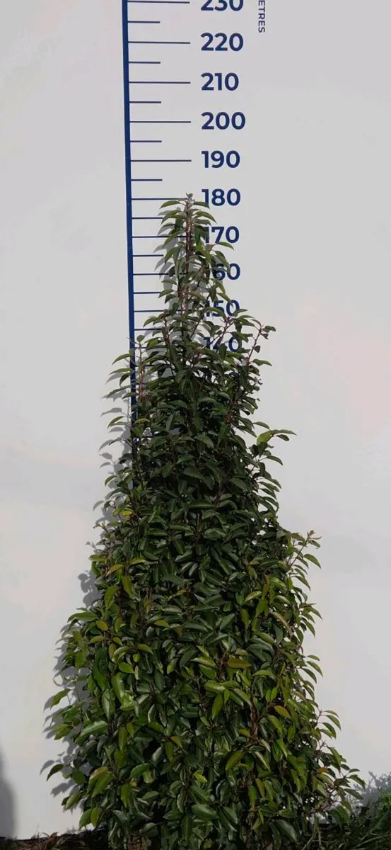 Portuguese Laurel Hedging 1.8-2m rootball - Image 2