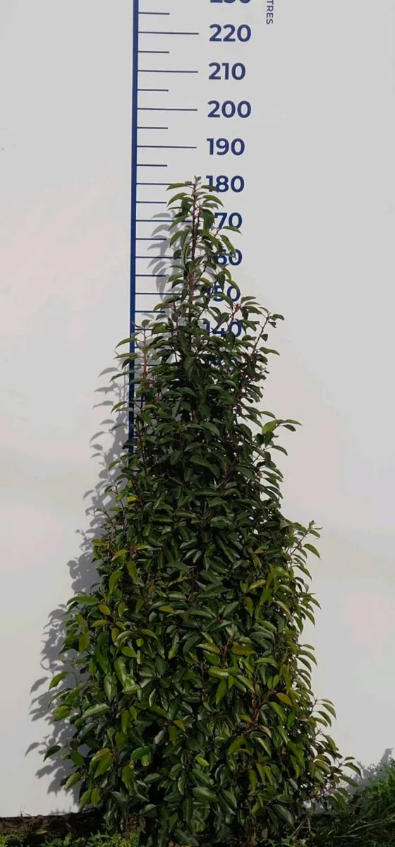 Portuguese Laurel Hedging 1.8-2m rootball - Image 3