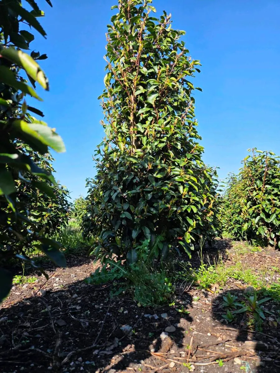 Portuguese Laurel Hedging 1.8-2m rootball - Image 4