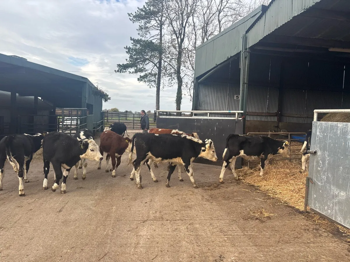 10 super Hereford weanling heifers - Image 4
