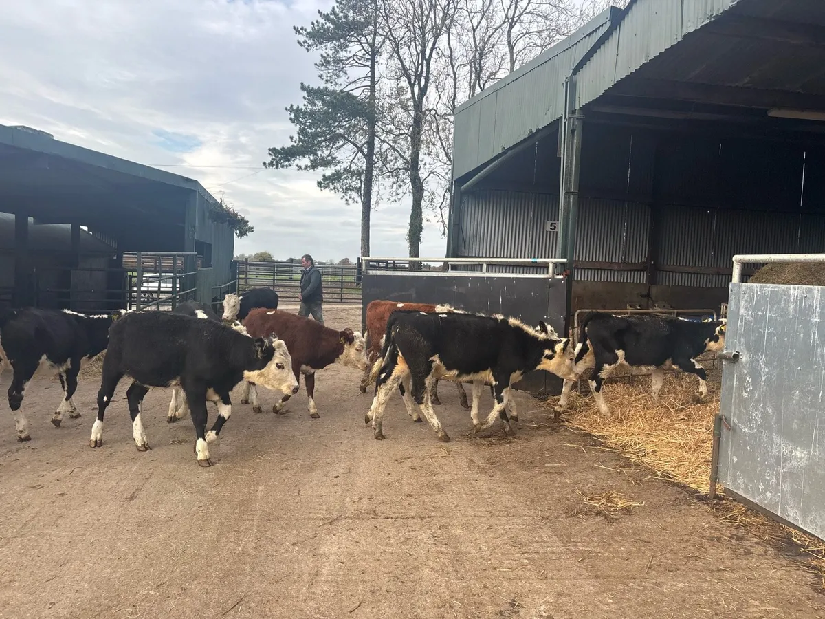 10 super Hereford weanling heifers - Image 1