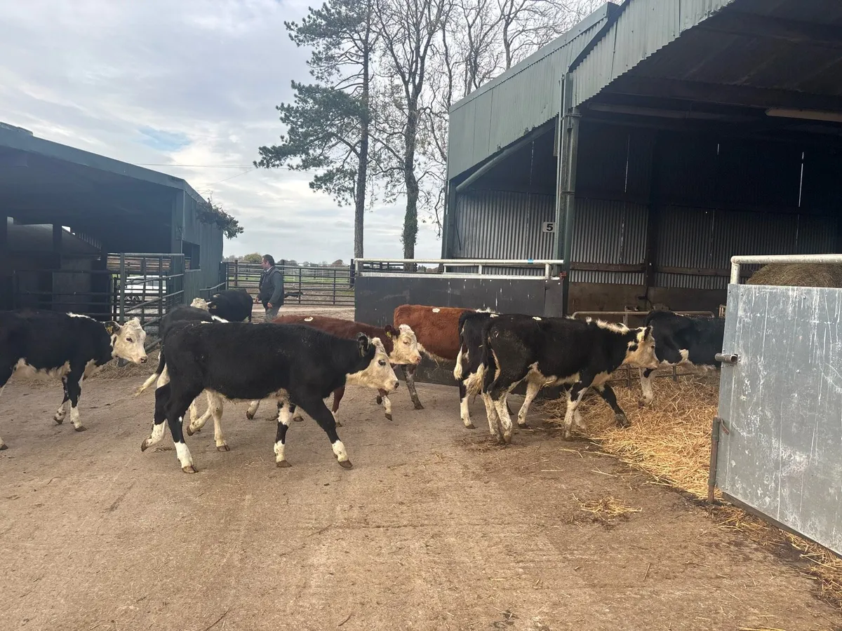 10 super Hereford weanling heifers - Image 2
