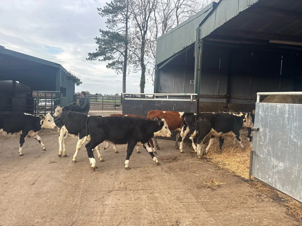 10 super Hereford weanling heifers - Image 3