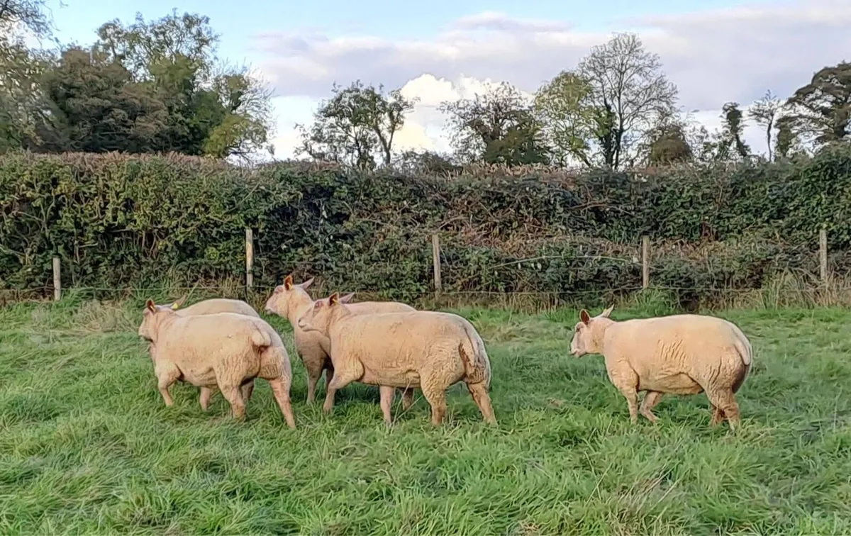 Pedigree charollais inlamb sale - Image 2