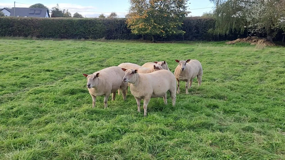 Pedigree charollais inlamb sale - Image 3