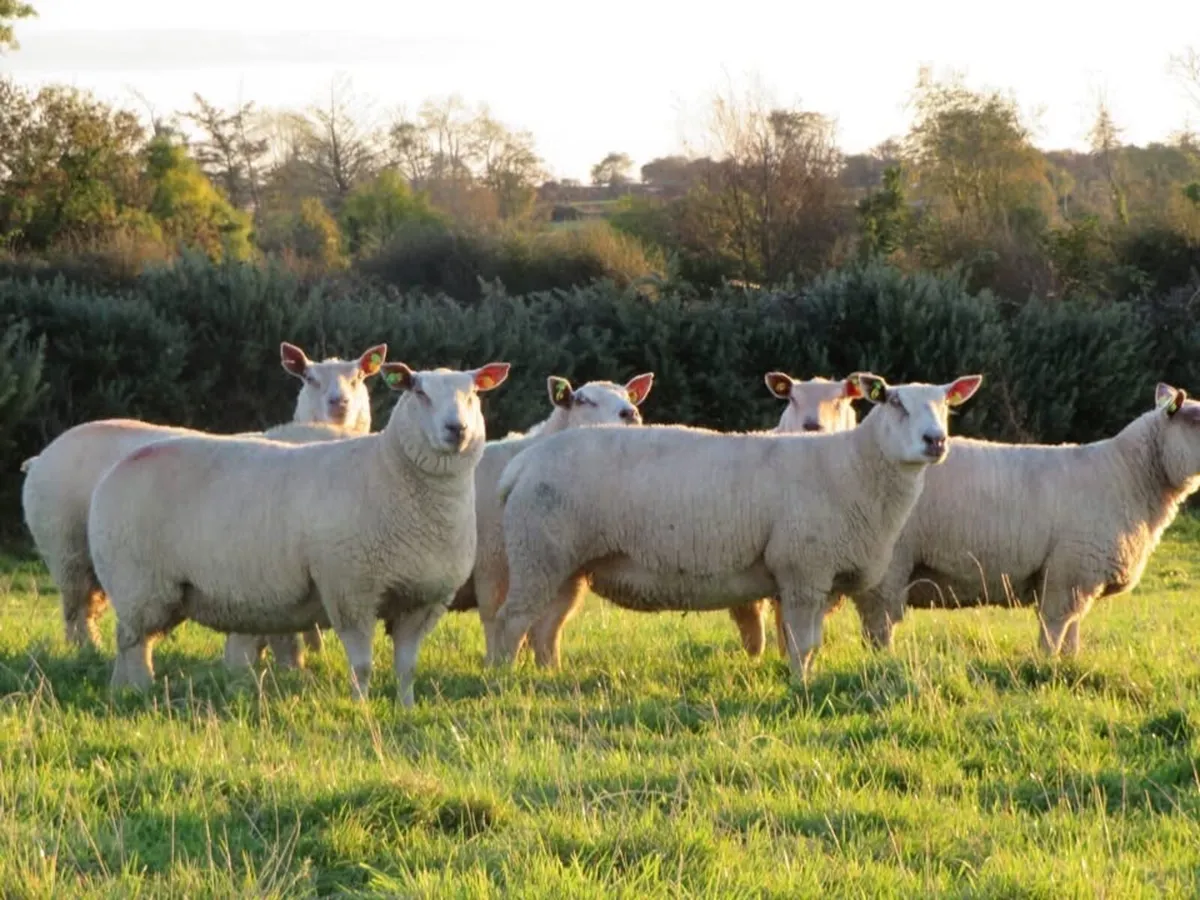 Pedigree charollais inlamb sale - Image 4