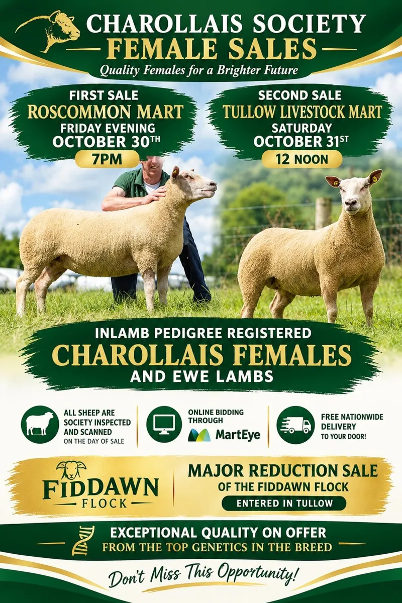 Pedigree charollais inlamb sale - Image 1
