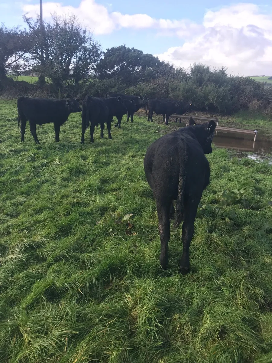 Weanlings