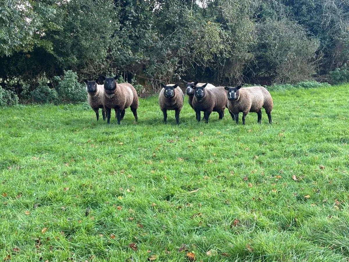 6 Blue Texel Ewe Lambs - Image 1