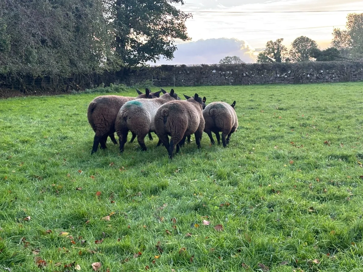 6 Blue Texel Ewe Lambs - Image 2