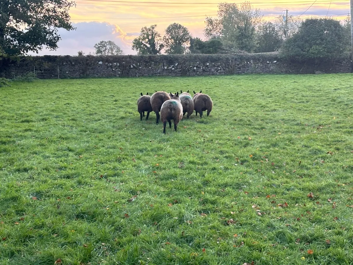 6 Blue Texel Ewe Lambs - Image 3