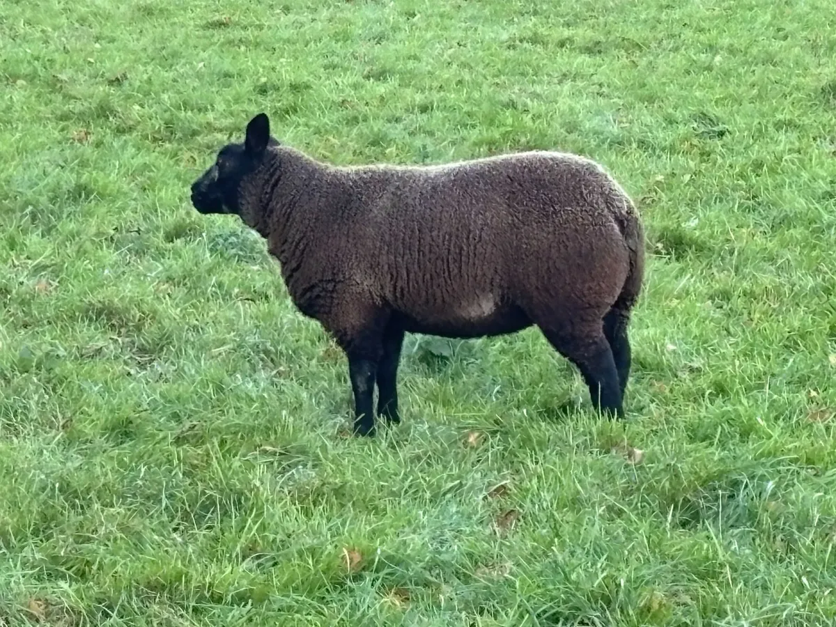 6 Blue Texel Ewe Lambs - Image 4