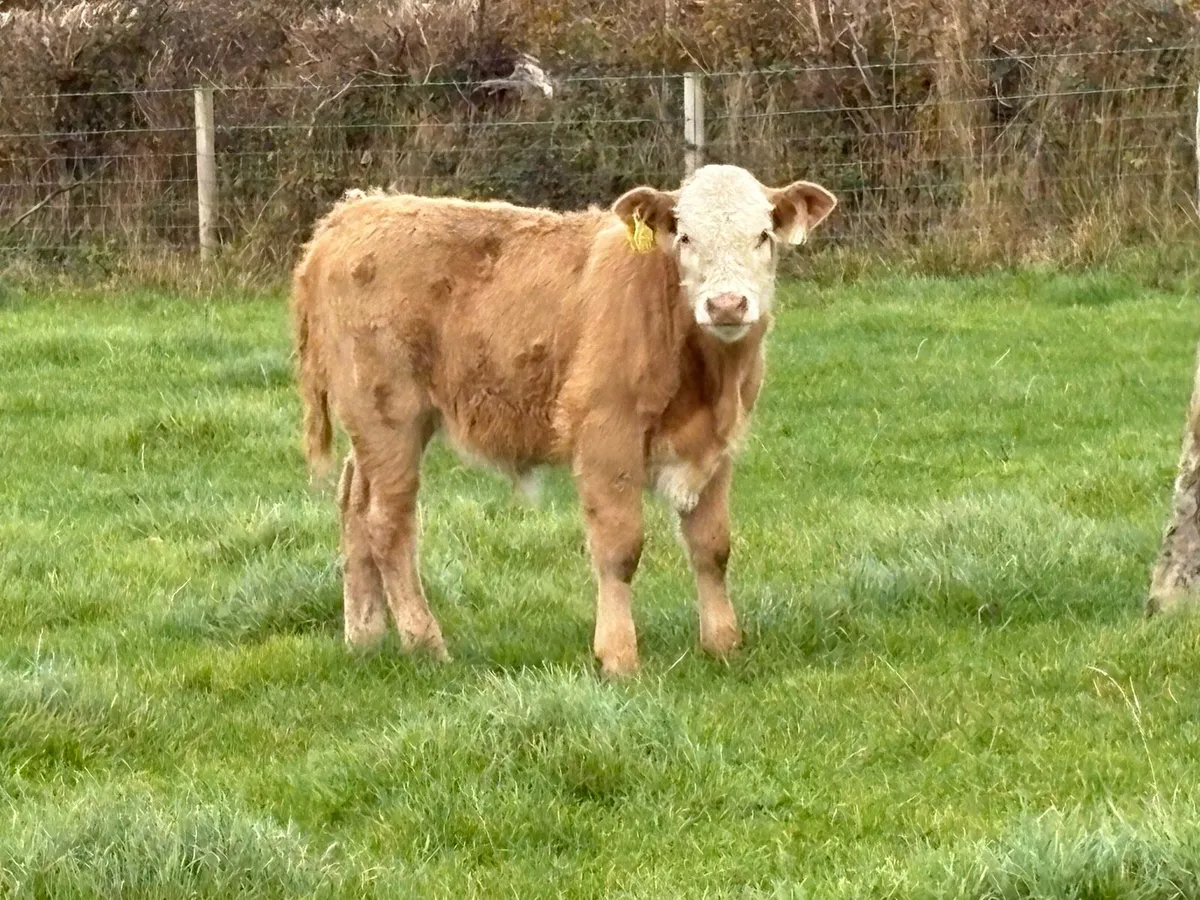 2 first calved heifers and calf’s - Image 2