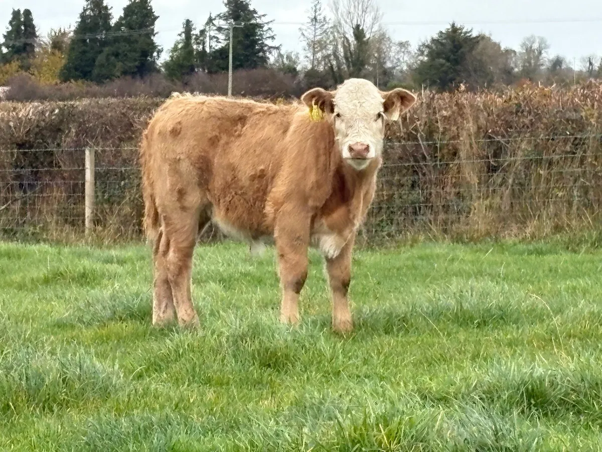 2 first calved heifers and calf’s - Image 3