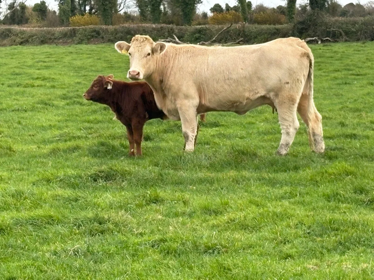 2 first calved heifers and calf’s - Image 1