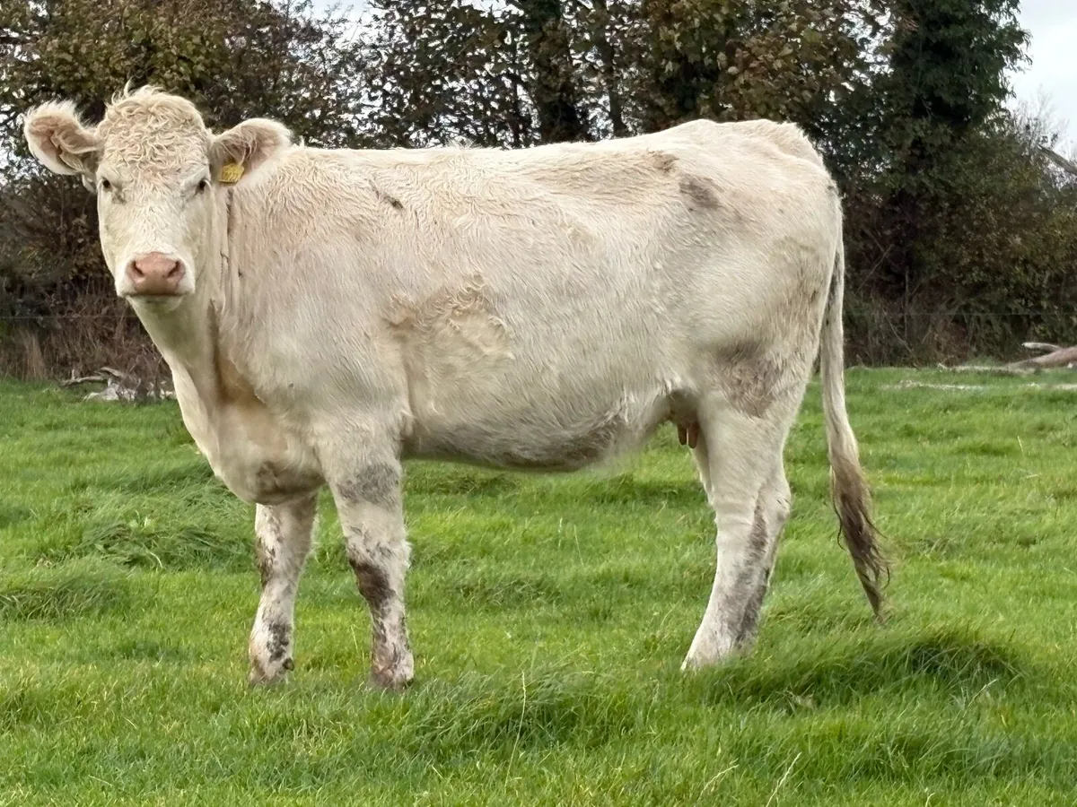 2 first calved heifers and calf’s - Image 4